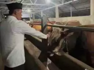 Calon Bupati Bogor Jaro Ade Bagikan Sapi Kurban Jelang Perayaan Idul Adha 1445 H