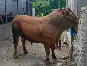 Lagi, sapi kurban lepas dan ngamuk di kedai kopi, pengunjung kocar-kacir, barang-barang berantakan