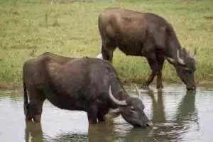 Tradisi Iduladha unik di Kudus, kerbau gantikan sapi sebagai hewan kurban. Untuk apa?