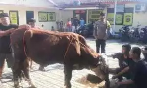 Demi Meraih Pahala Besar, Kapolsek Nanggung Kurban Sapi Dan Kambing