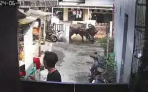 Sapi kurban seberat 710 kg stres dan ngamuk di Pasar Rebo, 2 motor rusak kena seruduk