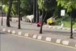 Sapi kurban seberat 710 kg stres dan ngamuk di Pasar Rebo, 2 motor rusak kena seruduk