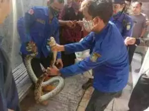 Kepala BPBD, Maryono Hasan: "Waspadai datangnya Musim Penghujan dimana masa ular sedang menetas"