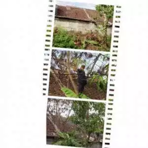 Respon Cepat BPBD Kota Tangerang kerjakan penebangan  pohon yang menimpa atap rumah di Periuk Damai, warga Sampaikan Apresiasi