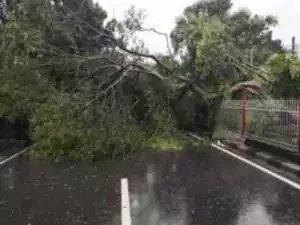 Satu Pohon Besar Tumbang Timpa Pemotor di Rancabungur Bogor, 2 Orang Terluka.
