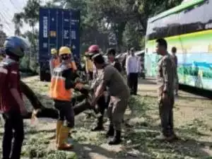Pohon Besar Tumbang Timpa Truk di Jonggol, Jalan Transyogi Sempat Macet.