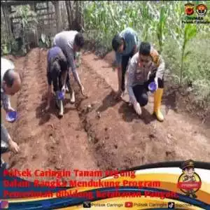 Dukung Ketahanan Pangan, Polsek Caringin Polres Bogor Lanjutkan Tanam Bibit Jagung.