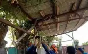 Musim Penghujan, BPBD Kota Tangerang imbau Waspada Hewan Liar Masyarakat 