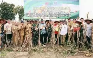 Bupati Lanosin Ikuti Panen Raya Hanpangan Pangan Jagung Desa Sabalio Kecamatan Bunga Mayang