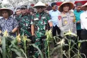 Kapolda Sumsel Hadiri Panen Raya Jagung Program Ketahanan Pangan di Ogan Ilir