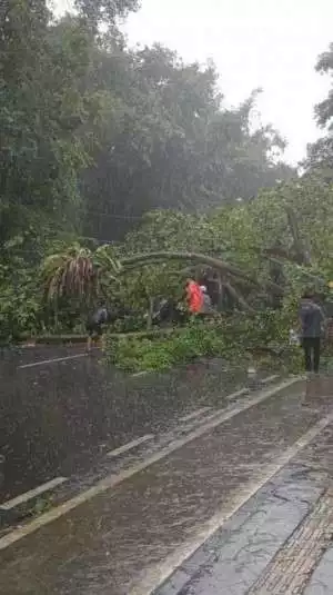Dua Orang Terluka, Akibat Pohon Tumbang Menimpa Motor dan Mobil.