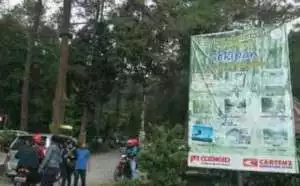 Wisatawan Asal Solo Tewas Tertimpa Pohon Pinus di New Sekipan Tawangmangu