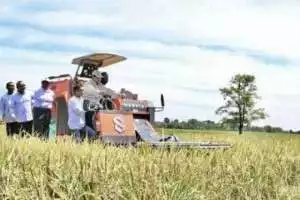 Panen Raya Serentak: Produksi Beras Naik 52 Persen, Jatim Tertinggi