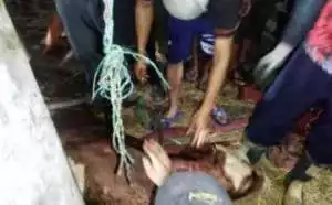 Sapi Terperosok ke Dalam Sumur di Sleman, Damkar Bertindak