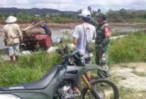 Babinsa Dan Masyarakat Tewah Turut Menciptakan Swasembada Pangan Secara Nasional.