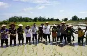 Bupati OKU Timur Ikuti Gerakan Tanam Padi Serentak 14 Provinsi Bersama Presiden RI Prabowo Subianto