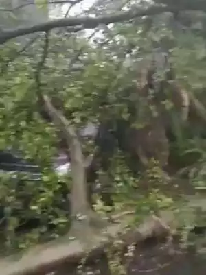 Jalan Sholis Bogor, Sempat Tertutup Akibat Pohon tumbang Setinggi 10 Meter.