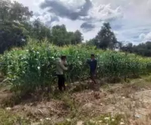 Bhabinkamtibmas Polsek Semendawai Suku III Dukung Program Ketahanan Pangan