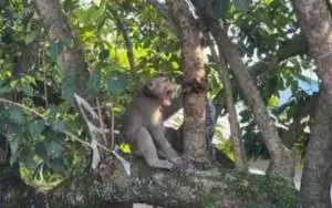 Monyet Lepas dan Agresif Teror Warga Depok, Dua Orang jadi Korban