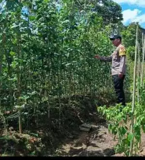 Anggota Kodim 1016/Plk ikuti Upacara Harkitnas di Lapangan Makorem 102/Pjg