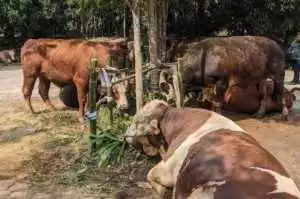 Prabowo Bagikan 58 Sapi Kurban untuk Tetangganya di Bogor