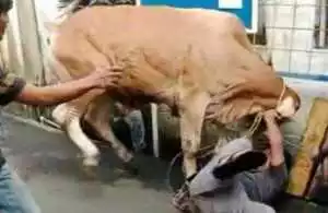 Sapi Kurban Ngamuk di Mapolres Ciamis, Polisi Jadi "Penjinak Hewan" Dadakan
