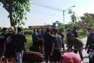 Sapi Kurban Ngamuk di Mapolres Ciamis, Polisi Jadi "Penjinak Hewan" Dadakan