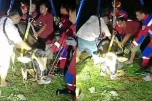 Di Cilandak, Sapi Kurban Tercebur ke Bekas Kolam Renang Sedalam 5 Meter