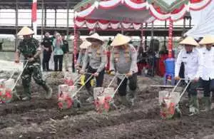 Kasdim 1016/Plk Hadiri Penanaman Jagung Serentak.