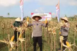 Polres Purworejo Gelar Panen Raya dan Penanaman Jagung di Desa Jrakah, Kecamatan Bayan