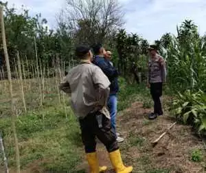 Dukung Program ketahanan pangan, Polsek Dempo Selatan monitoring lahan jagung 