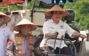 Tuan Rumah Panen Raya Jagung Serentak Kuartal III, OKU Timur Diakui Sebagai Lumbung Jagung Terbesar di Sumsel