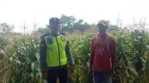 Sambang warga, Polsek Semendawai Suku III Rutin Cek Tanaman Jagung Petani