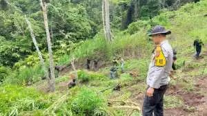 Penemuan ladang ganja 3 Ha di kabupaten empat Lawang,8 karung siap edar diamankan