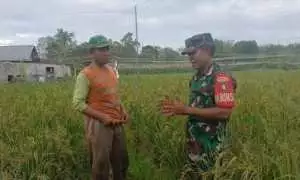 Wujudkan Swasembada Pangan, Babinsa Kodim 1016/Plk Dampingi Petani Tanam Padi