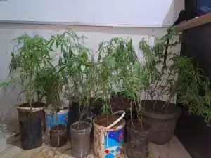Polres Empat Lawang Ungkap Budidaya Ganja di Dalam Rumah, 44 Batang Disita