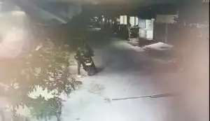 Monyet Lepas dan Agresif Teror Warga Depok, Dua Orang jadi Korban