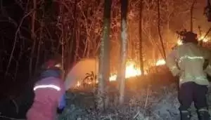 Kebakaran Hutan Blondo Gunungkidul, hampir 1 hektare lahan hangus