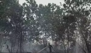 Kebakaran Hutan Blondo Gunungkidul, hampir 1 hektare lahan hangus