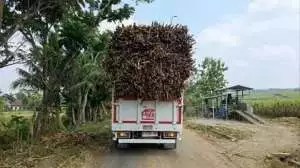 Terciduk! Truk Kopdes Merah Putih dipakai angkut tebu di Sragen