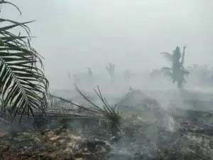 Titik panas karhutla naik, Menhut prioritaskan Kalbar dan Kalteng